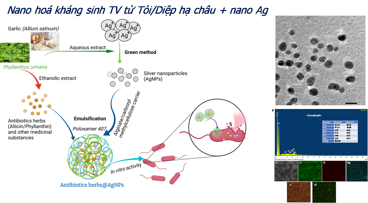 Nghiên cứu kháng sinh nano trong chăn nuôi gia cầm: Giải pháp mới hướng tới nông nghiệp an toàn, bền vững